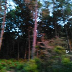 Low angle view of trees in forest