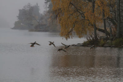 Bird flying over calm lake