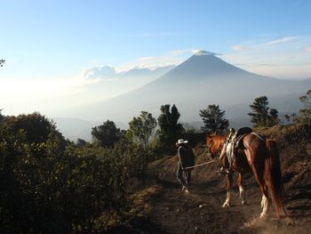 View of horses on landscape