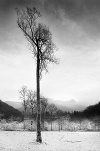 Bare tree on snow covered land against sky