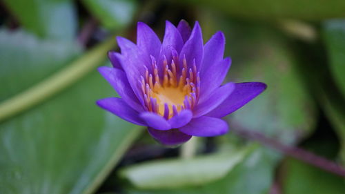 Close-up of purple water lily