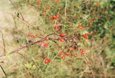 Red berries growing on tree