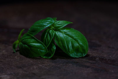 Close-up of fresh green leaf