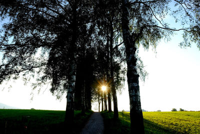 Footpath amidst trees