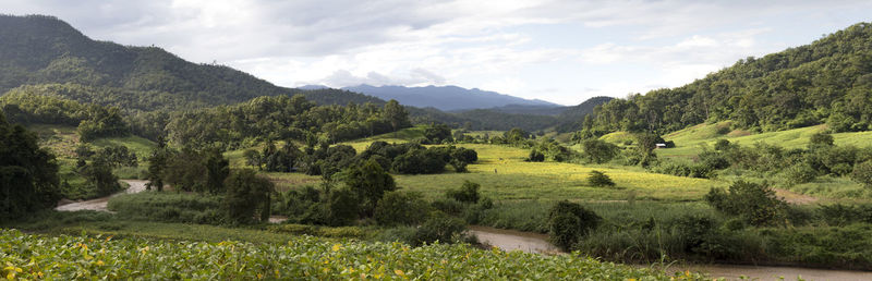 Panoramic view of green soy beans fields, tropical trees and a river