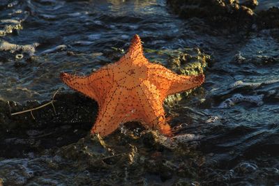 Starfish in sea