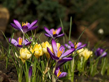 Close-up of purple crocus flowers on field