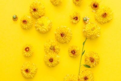 Yellow chrysanthemum isolated on yellow background. fresh flowers as a postcard