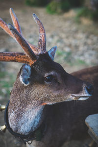 Close-up portrait of deer