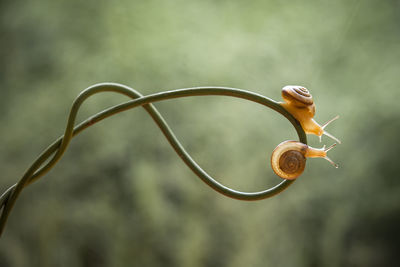 Close-up of snail on plant