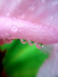 Close-up of water drops on pink flower