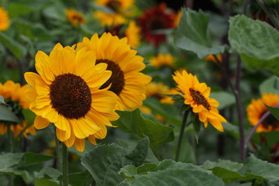 Close-up of sunflowers blooming outdoors