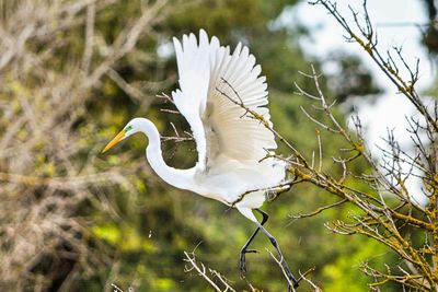 Close-up of white bird