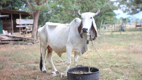 Horse standing in a field