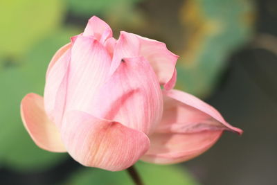 Close-up of lotus water lily