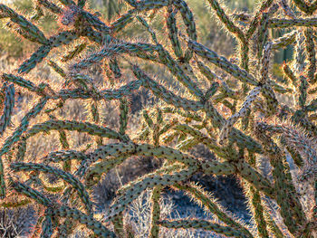 Full frame shot of tree