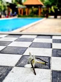 High angle view of chess on swimming pool