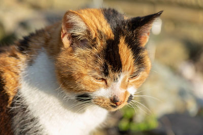 Close-up of a cat looking away