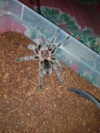 Close-up of spider