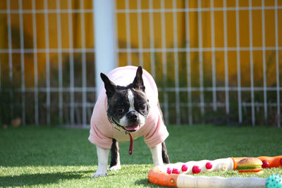 Dog playing with ball on grass