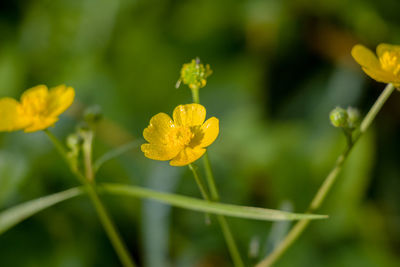 Close-up of yellow flowering plant on field. ranunculus