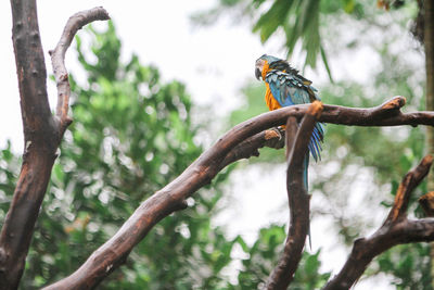 Low angle view of bird perching on branch