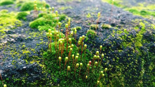 Close-up of moss growing on rock