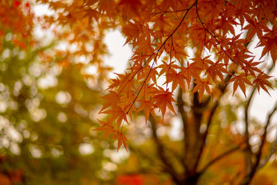 Close-up of maple leaves on tree