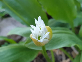 Close-up of white flowering plant