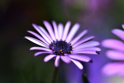 Close-up of purple flower