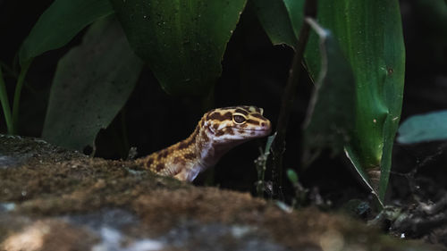 Close-up of a lizard in water