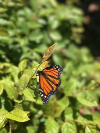 Butterfly on leaf