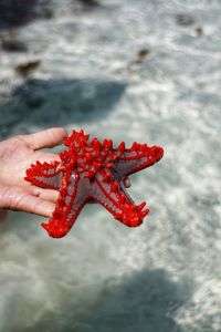 Close-up of hand holding red water