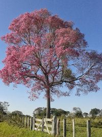 Tree against sky