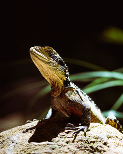 Close-up of lizard on rock