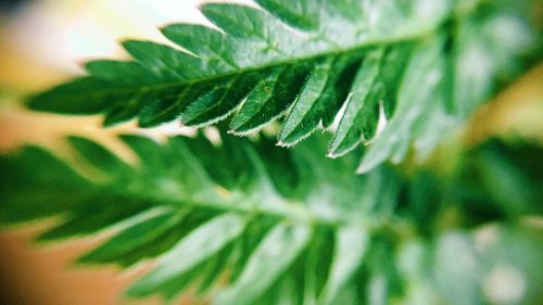 Close-up of green leaves