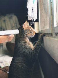 Close-up of cat looking through window