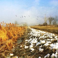 Flock of birds on landscape