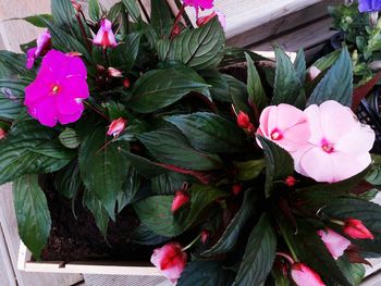 Close-up of pink flowers blooming outdoors