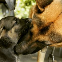 Close-up of dog