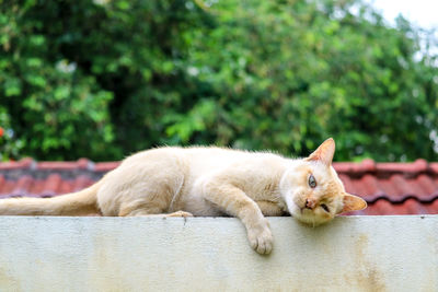 Cat resting on a wall