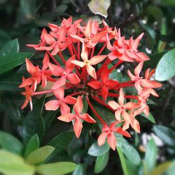 Close-up of red flowers blooming in park