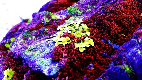 Macro shot of multi colored rocks