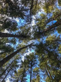 Low angle view of trees in forest