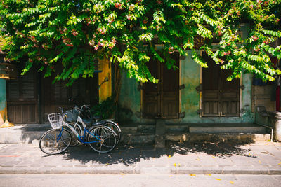 Bicycle by tree on sidewalk in city