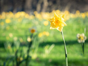 Close-up of yellow flowering plant