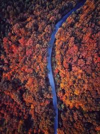 High angle view of autumnal trees