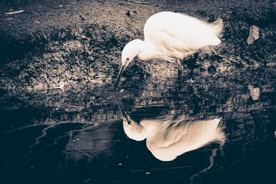 White duck in a lake