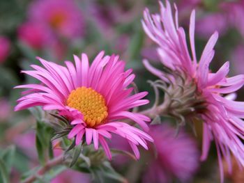 Close-up of pink flowering plant in park