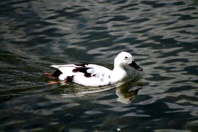 High angle view of duck swimming in lake